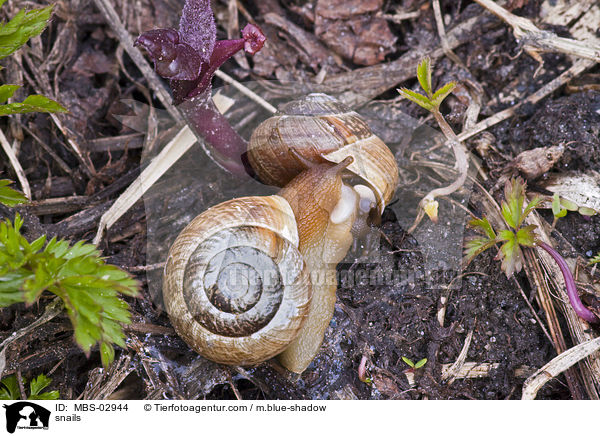 Gefleckte Schnirkelschnecken / snails / MBS-02944