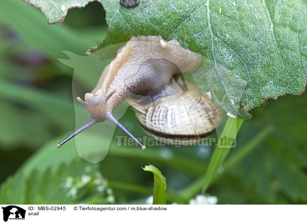 Gefleckte Schnirkelschnecke / snail / MBS-02945