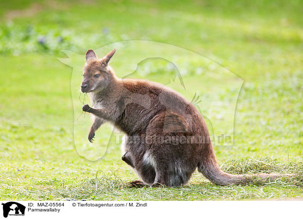 Parmaknguru / Parmawallaby / MAZ-05564