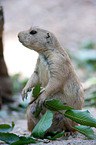 prairie dog