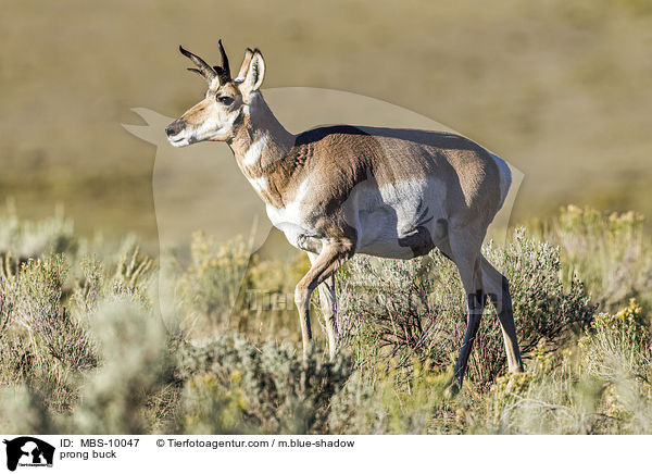 Gabelbock / prong buck / MBS-10047