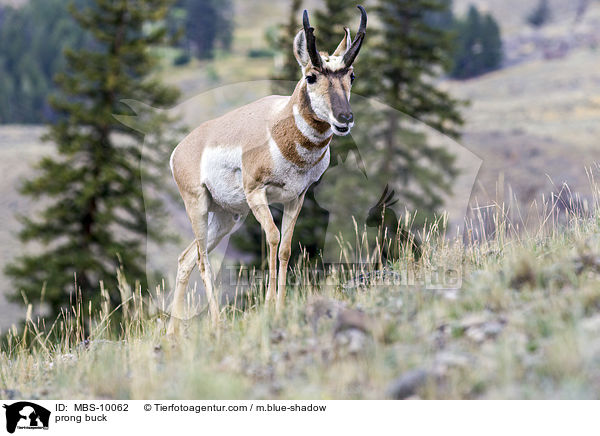 Gabelbock / prong buck / MBS-10062