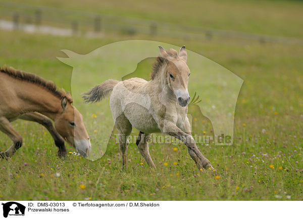 Przewalski horses / DMS-03013