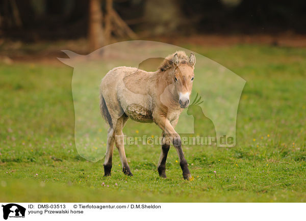 young Przewalski horse / DMS-03513