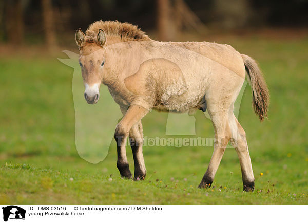 young Przewalski horse / DMS-03516