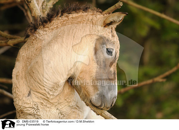 young Przewalski horse / DMS-03519