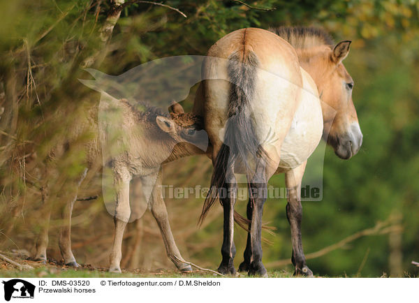 Przewalski horses / DMS-03520