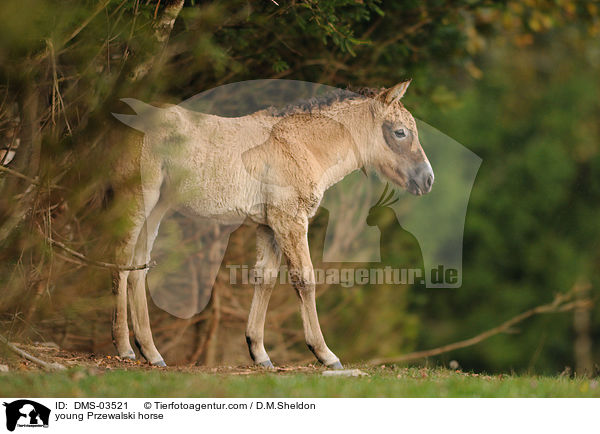 young Przewalski horse / DMS-03521