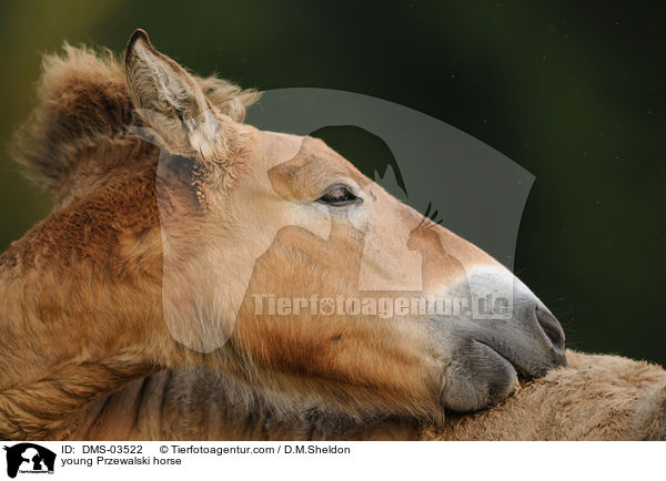 young Przewalski horse / DMS-03522