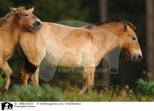 Przewalski horses / DMS-03524