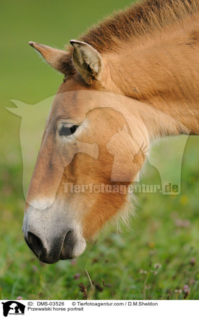 Przewalski horse portrait / DMS-03526