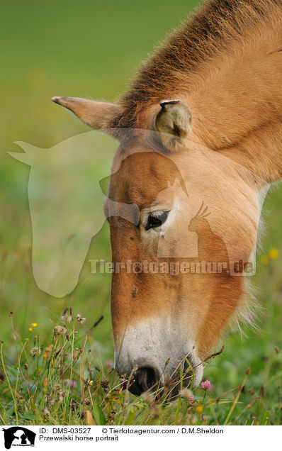 Przewalski horse portrait / DMS-03527