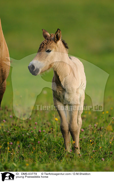 young Przewalskis horse / DMS-03779