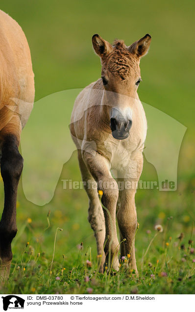 young Przewalskis horse / DMS-03780
