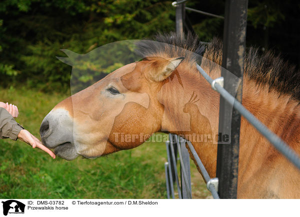 Przewalskis horse / DMS-03782