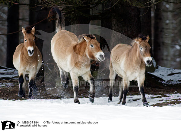 Przewalski wild horses / MBS-07184
