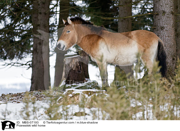 Przewalski wild horse / MBS-07193