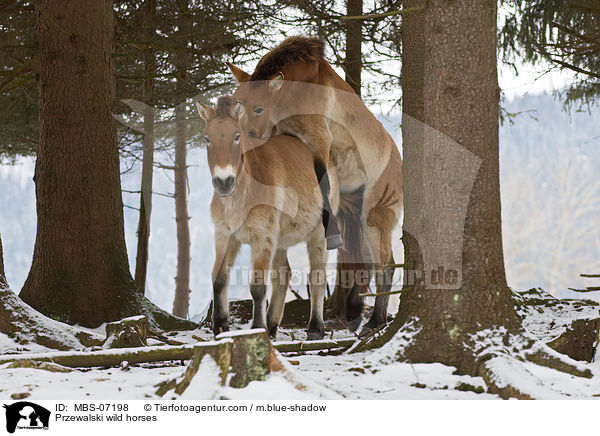 Przewalskipferde / Przewalski wild horses / MBS-07198