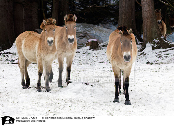 Przewalskipferde / Przewalski wild horses / MBS-07206