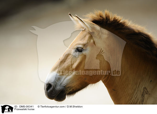 Przewalskipferd / Przewalski horse / DMS-06341
