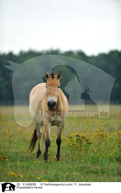 Przewalski's Horse / YJ-08959