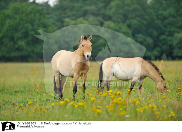 Przewalski's Horses / YJ-08963
