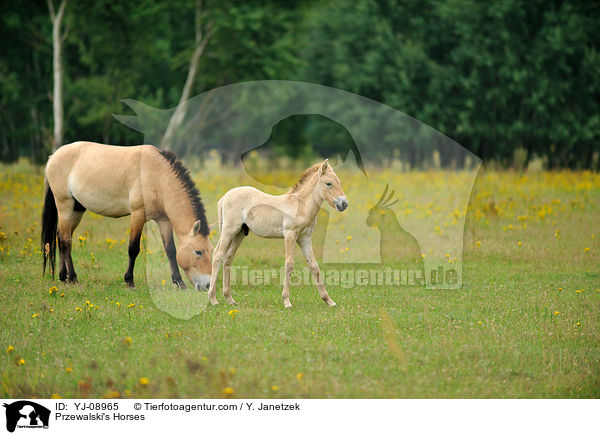 Przewalski's Horses / YJ-08965