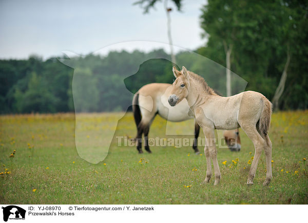 Przewalski's Horses / YJ-08970