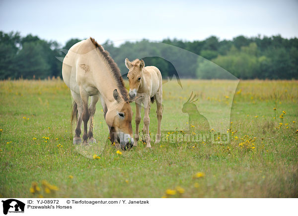 Przewalski Wildpferde / Przewalski's Horses / YJ-08972