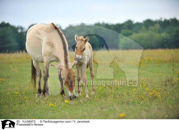 Przewalski Wildpferde / Przewalski's Horses / YJ-08973