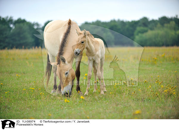 Przewalski Wildpferde / Przewalski's Horses / YJ-08974