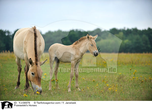 Przewalski Wildpferde / Przewalski's Horses / YJ-08976