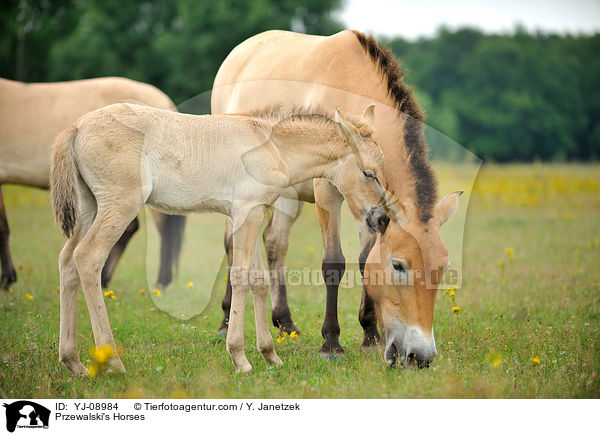 Przewalski Wildpferde / Przewalski's Horses / YJ-08984