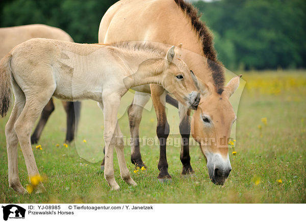 Przewalski Wildpferde / Przewalski's Horses / YJ-08985