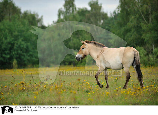 Przewalski's Horse / YJ-08988
