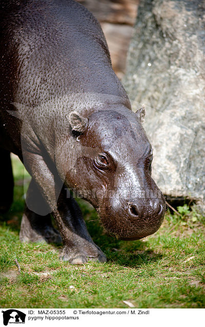 Zwergflusspferd / pygmy hippopotamus / MAZ-05355