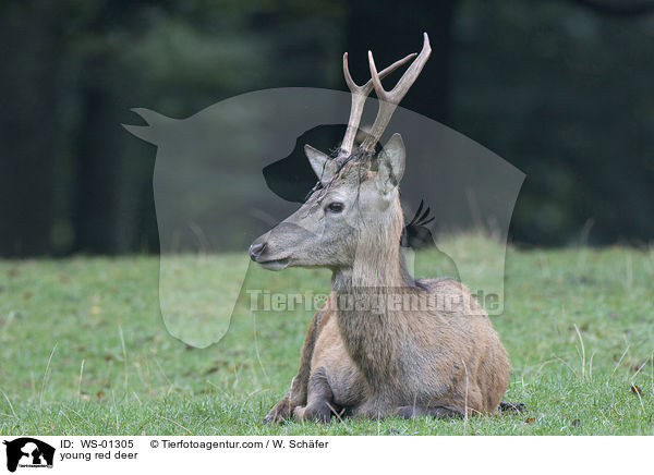 young red deer / WS-01305