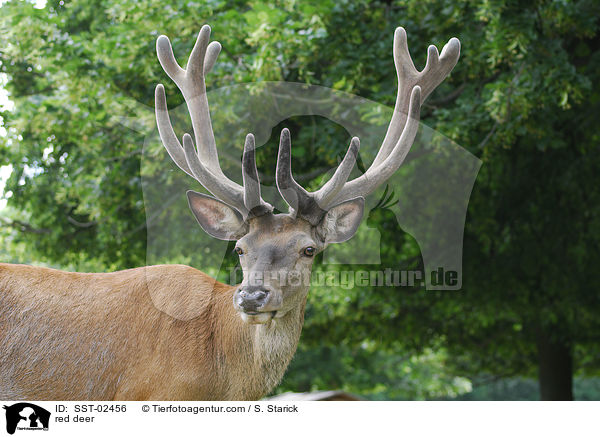 red deer / SST-02456