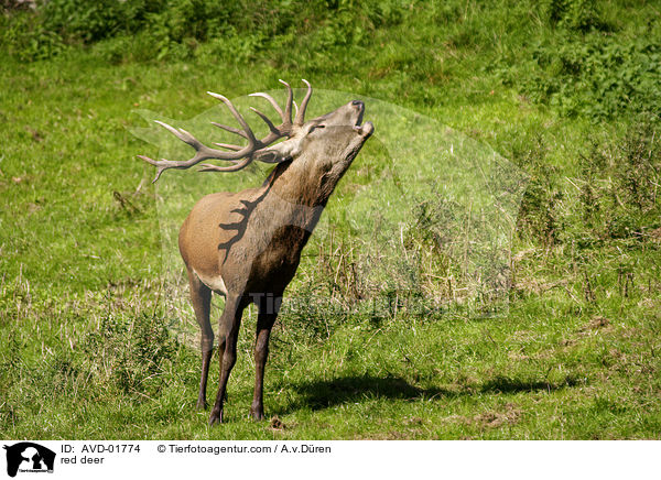 rhrender Rothirsch / red deer / AVD-01774