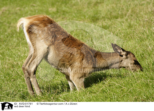 red deer hind / AVD-01781
