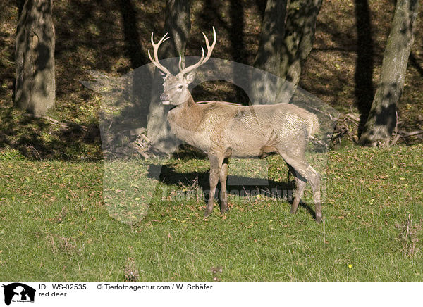 red deer / WS-02535
