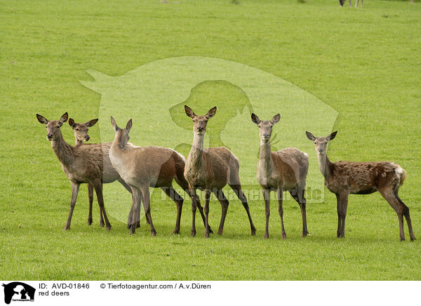 red deers / AVD-01846