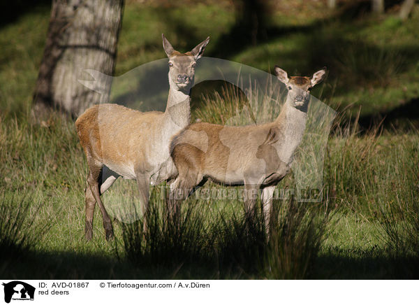 red deers / AVD-01867