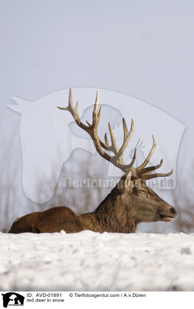 red deer in snow / AVD-01891
