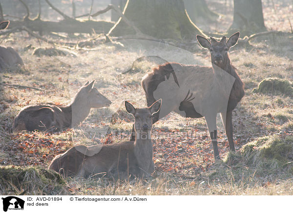 Rothirsche / red deers / AVD-01894