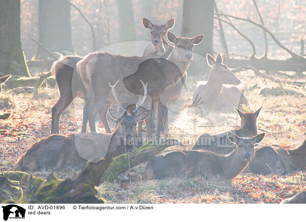 Rothirsche / red deers / AVD-01896