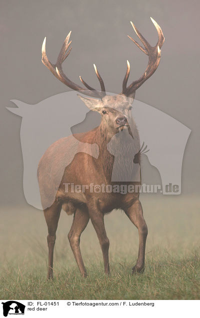 red deer / FL-01451