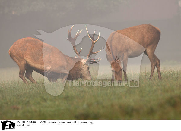 red deers / FL-01456