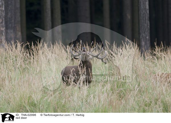 Rothirsch / red deer / THA-02996