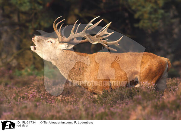 Rothirsch / red deer / FL-01734
